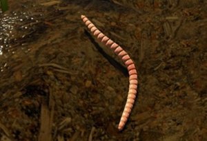 Worm Path Simulator